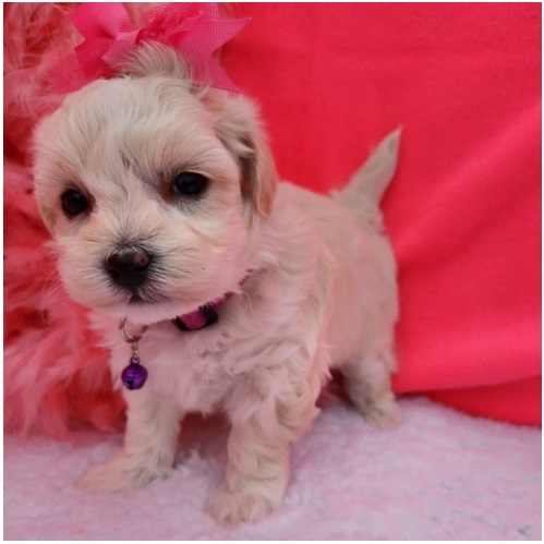 Maltipoo Welpen - 7