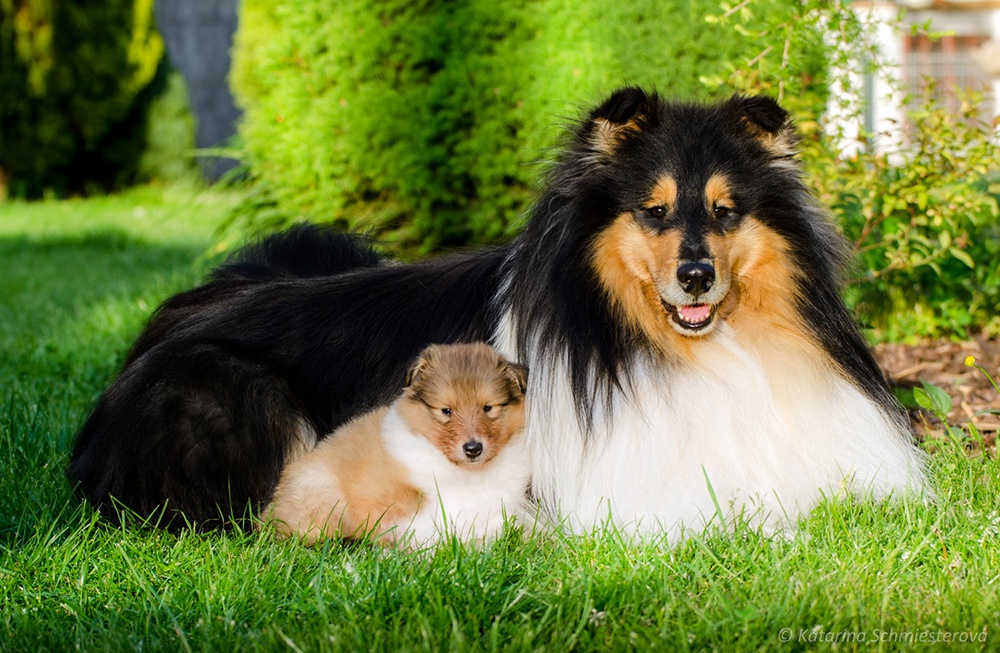 Collie Langhaar Welpen (FCI Stammbaum) - 7