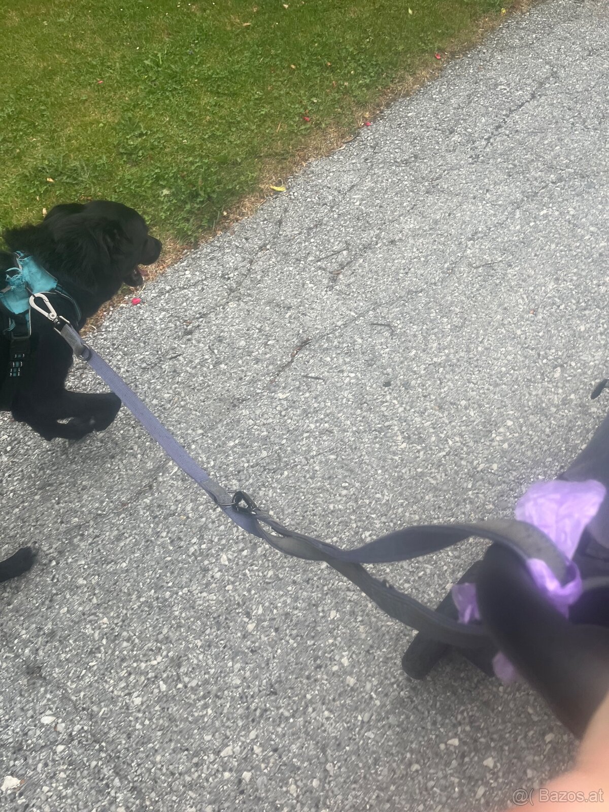 Labrador Mix hündin sucht ein neues Zuhause - 7