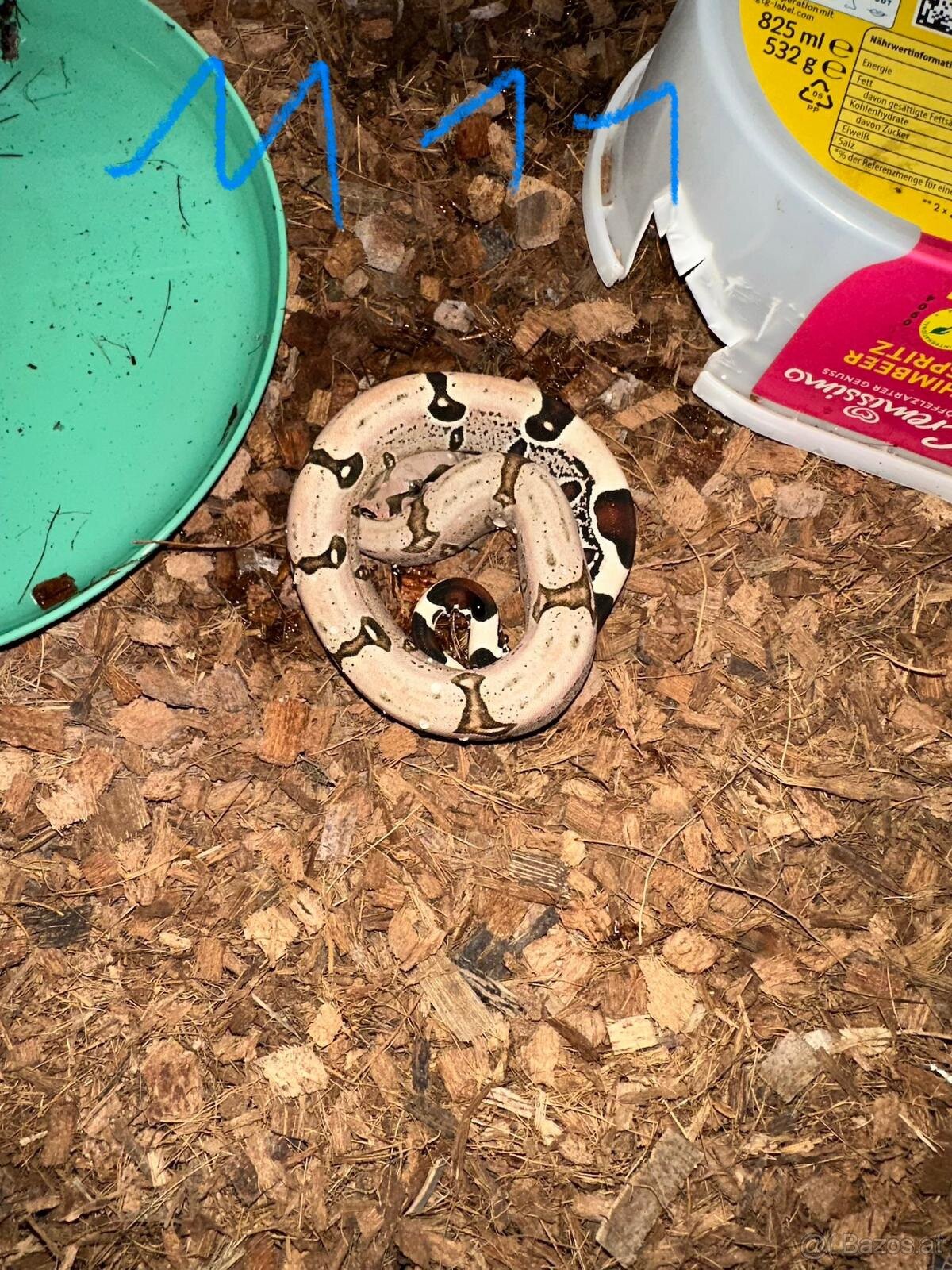 Boa constrictor Constrictor surinam - 7