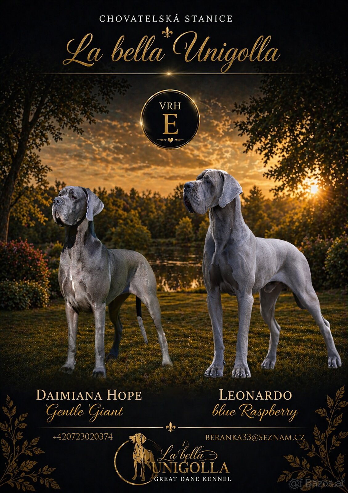 Deutche dogge blau FCI - 7