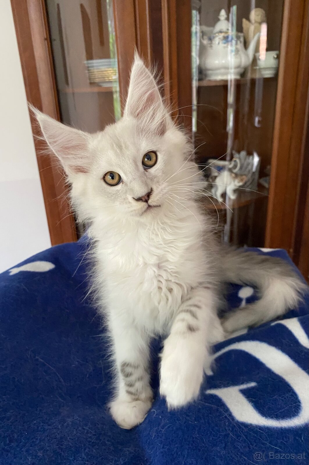 Wunderschönes Maine Coon Käterchen mit Stammbaum - 7