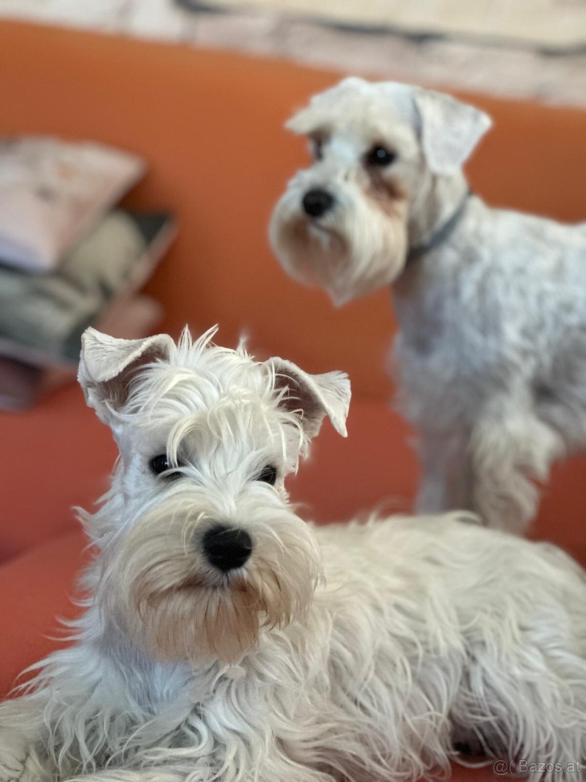 Schnauzer miniatúrne white - 7