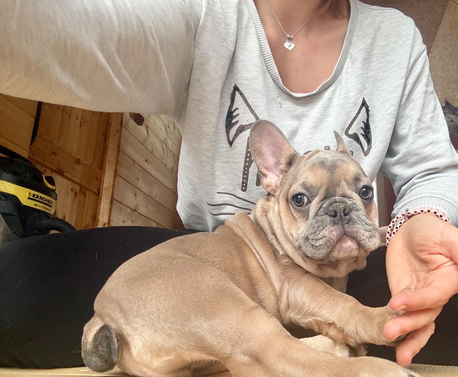 Französische Bulldogge mit Stammbaum - 7