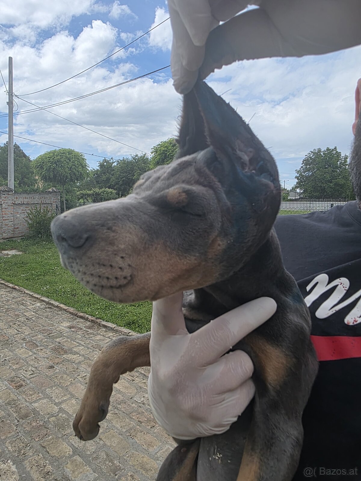 BLAUE DOBERMANN-WELPEN MIT FCI-PAPIEREN - 7