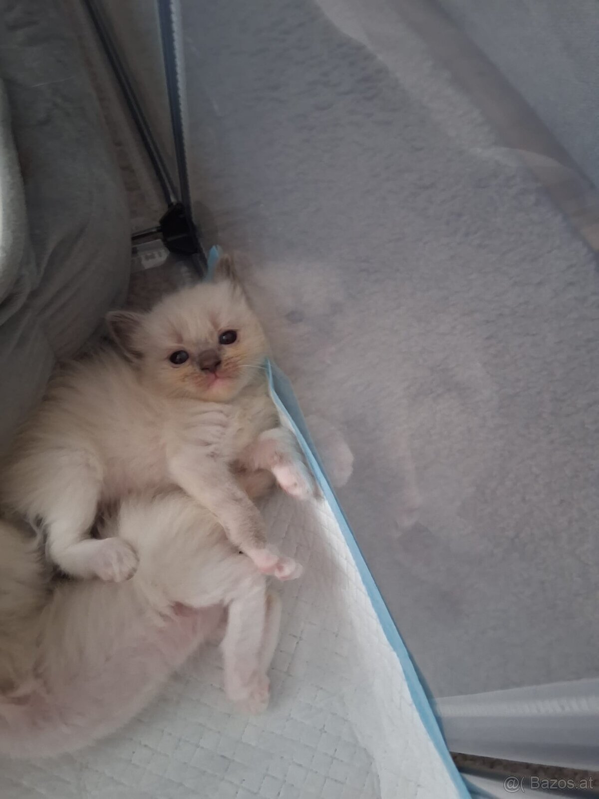 Ragdoll kitten - 7