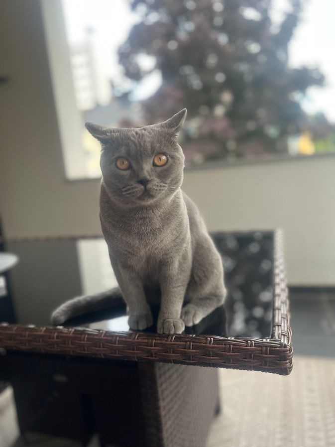 2 Britisch Kurzhaar Blue und Darkchocolate - 7