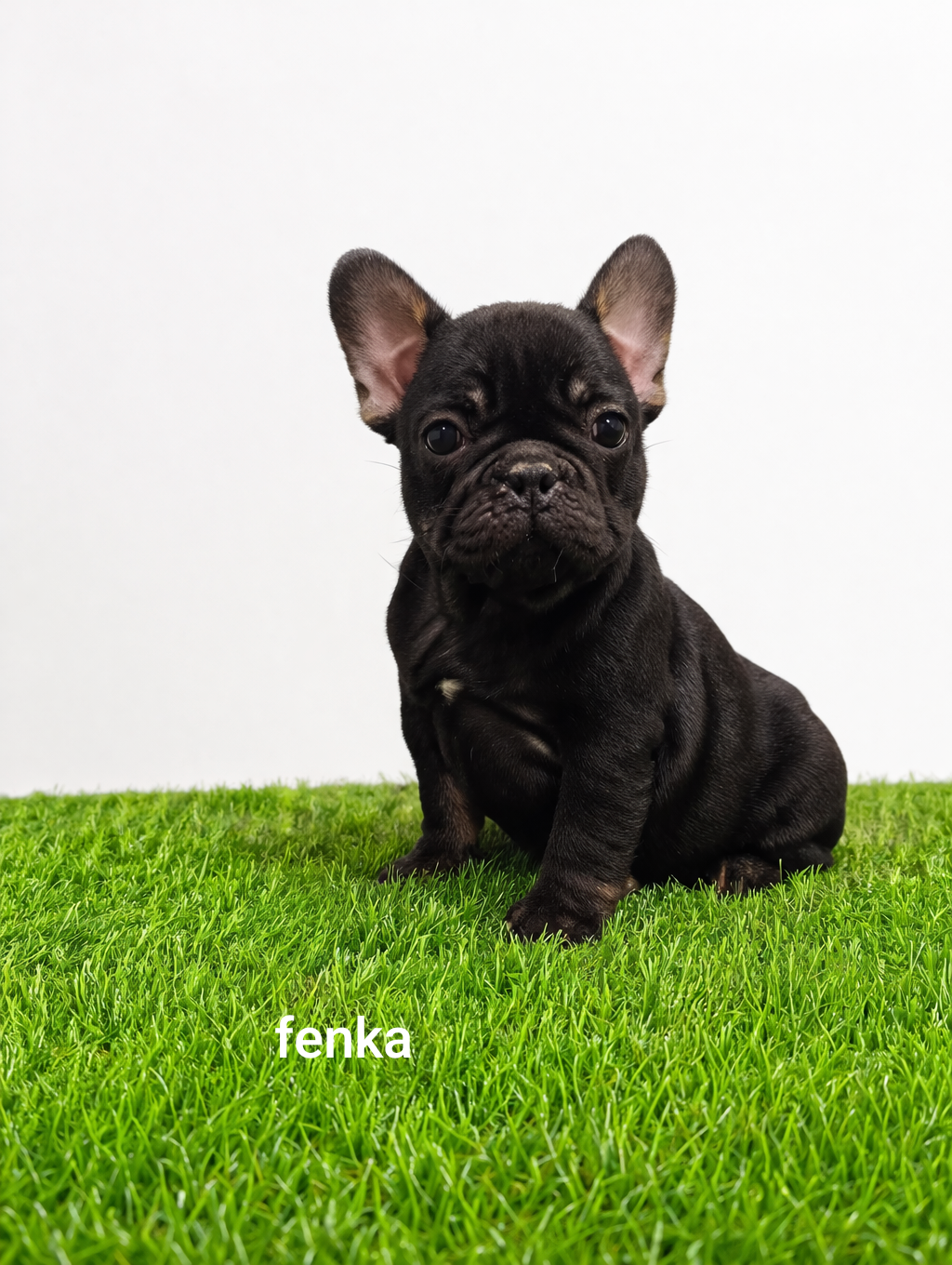 Französischen Bulldog - 7