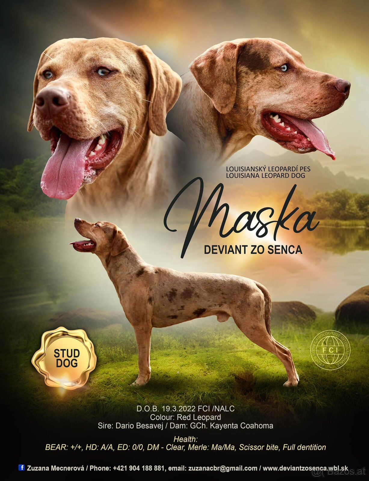 Louisiana Leopard Dog mit Stammbaum - 7