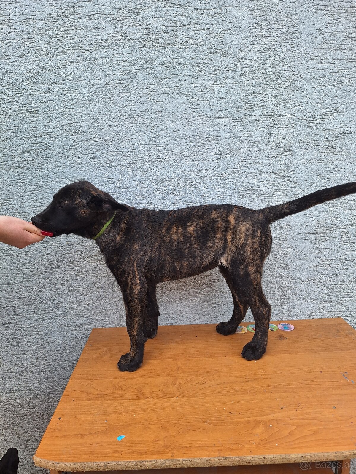 Holländischer Schäferhund - 7