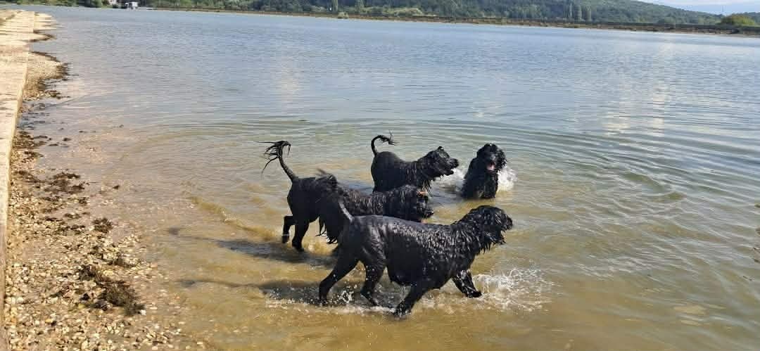 Wunderschöne Welpen - Portugiesischer Wasserhund - 7