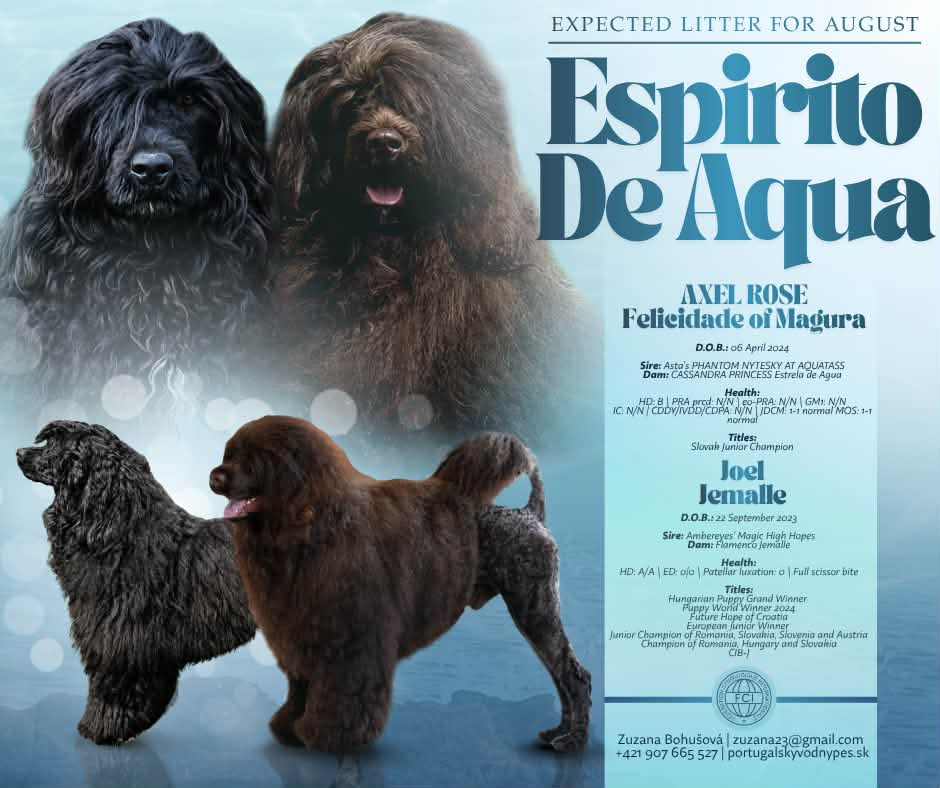 Portugiesischer Wasserhund- Welpen Abgabe Ende September - 7
