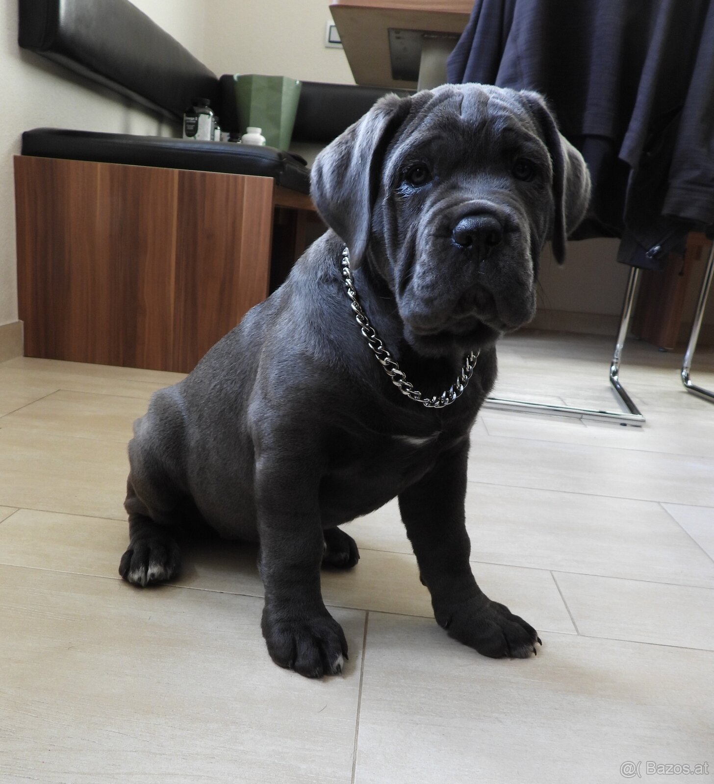 Reinrassige Cane Corso Welpen - 7