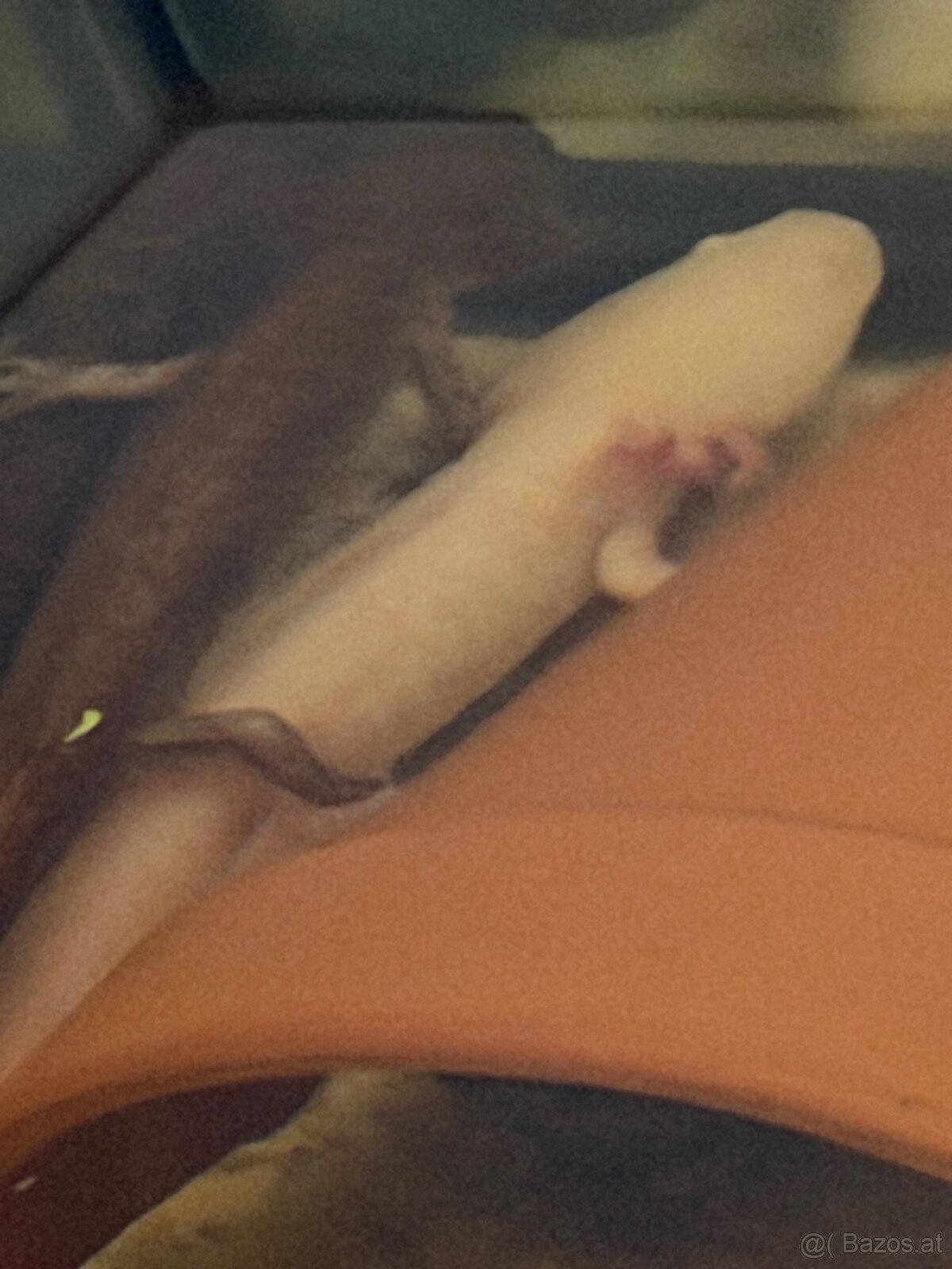 Axolotl mit aquarium - 7