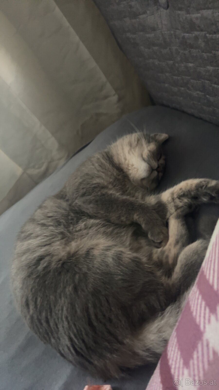 Katze Britischkurzhaar - 7