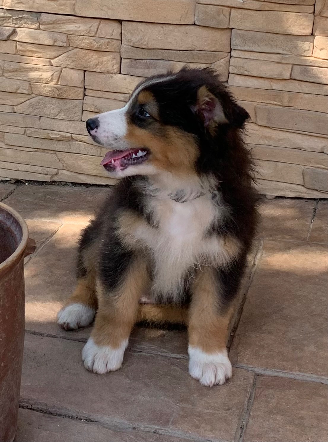 Australian shepherd - 7