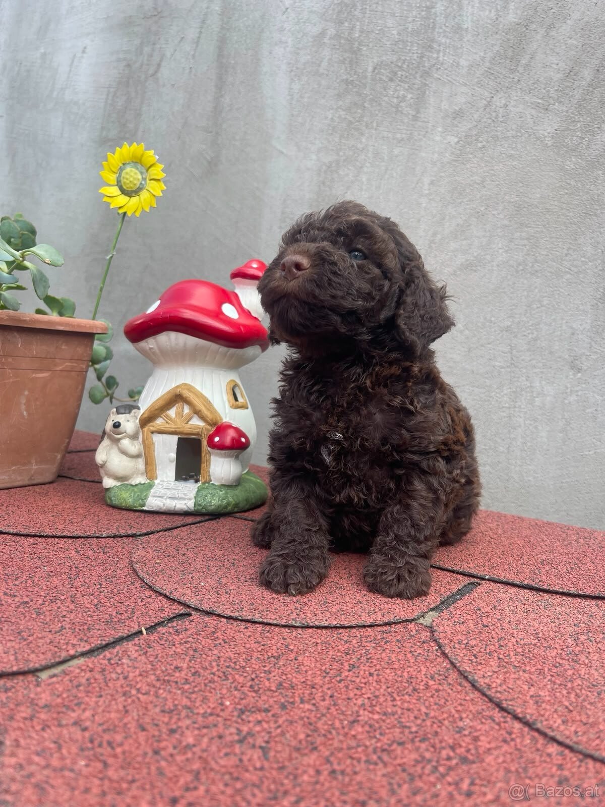 LAGOTTO ROMAGNOLO 🐶 - 7