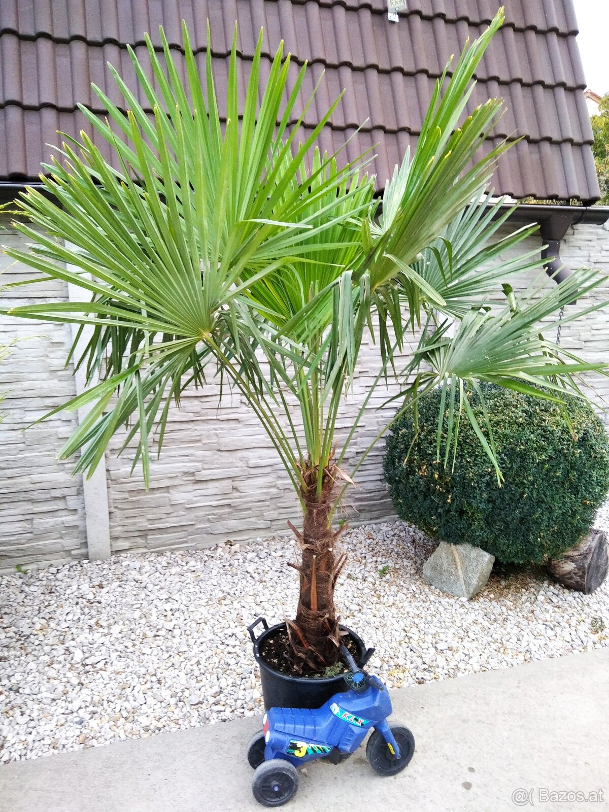 Winterharten palmen Trachycarpus Fortunei - 7
