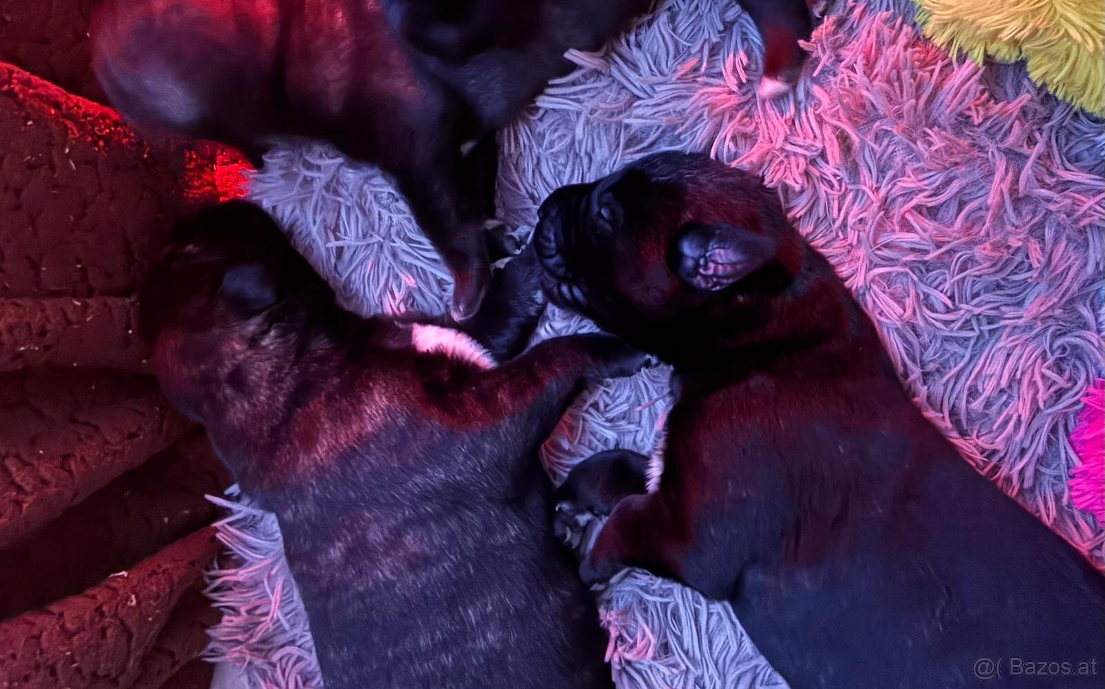 Irischer Wolfshund - Welpen zu verkaufen - 7