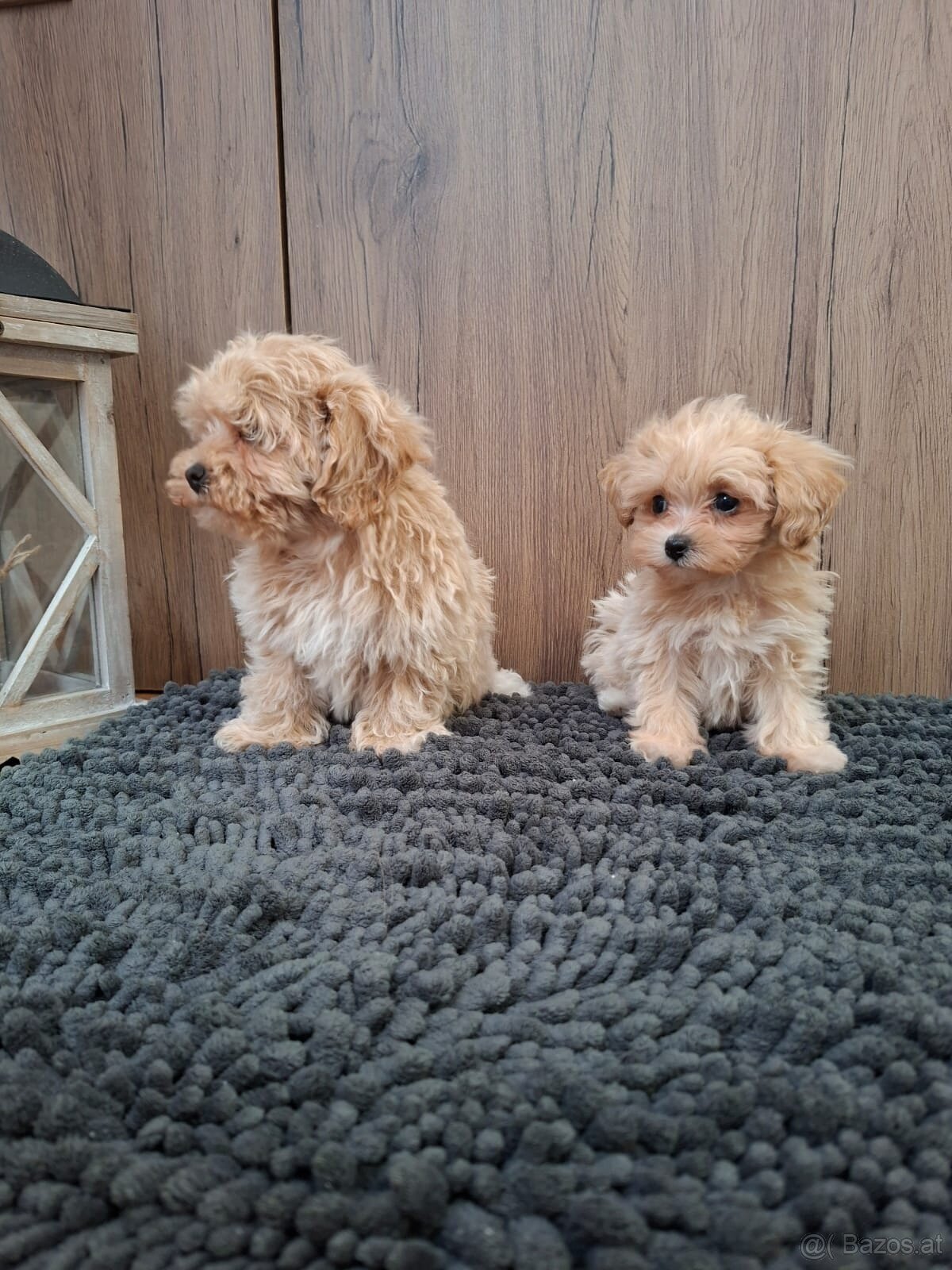 Maltipoo mini - 7