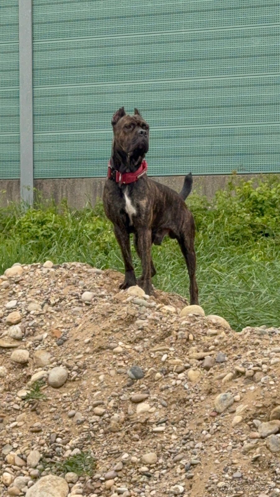 Malinois x Cane Corso Welpen - 7