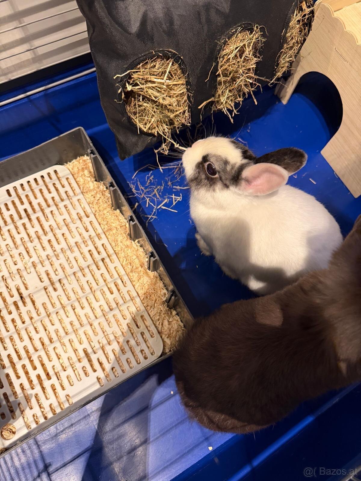 Zwergkaninchen mit Käfig inklusive ganzes Zubehör - 7