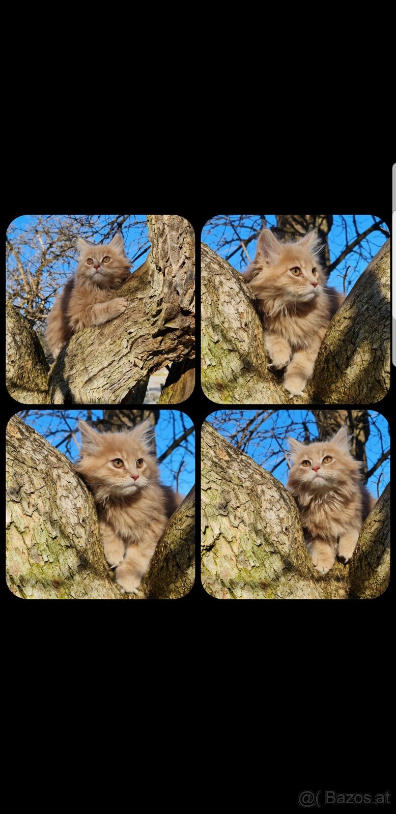 Maine Coon Kitten suchen Herzensplätze - 7