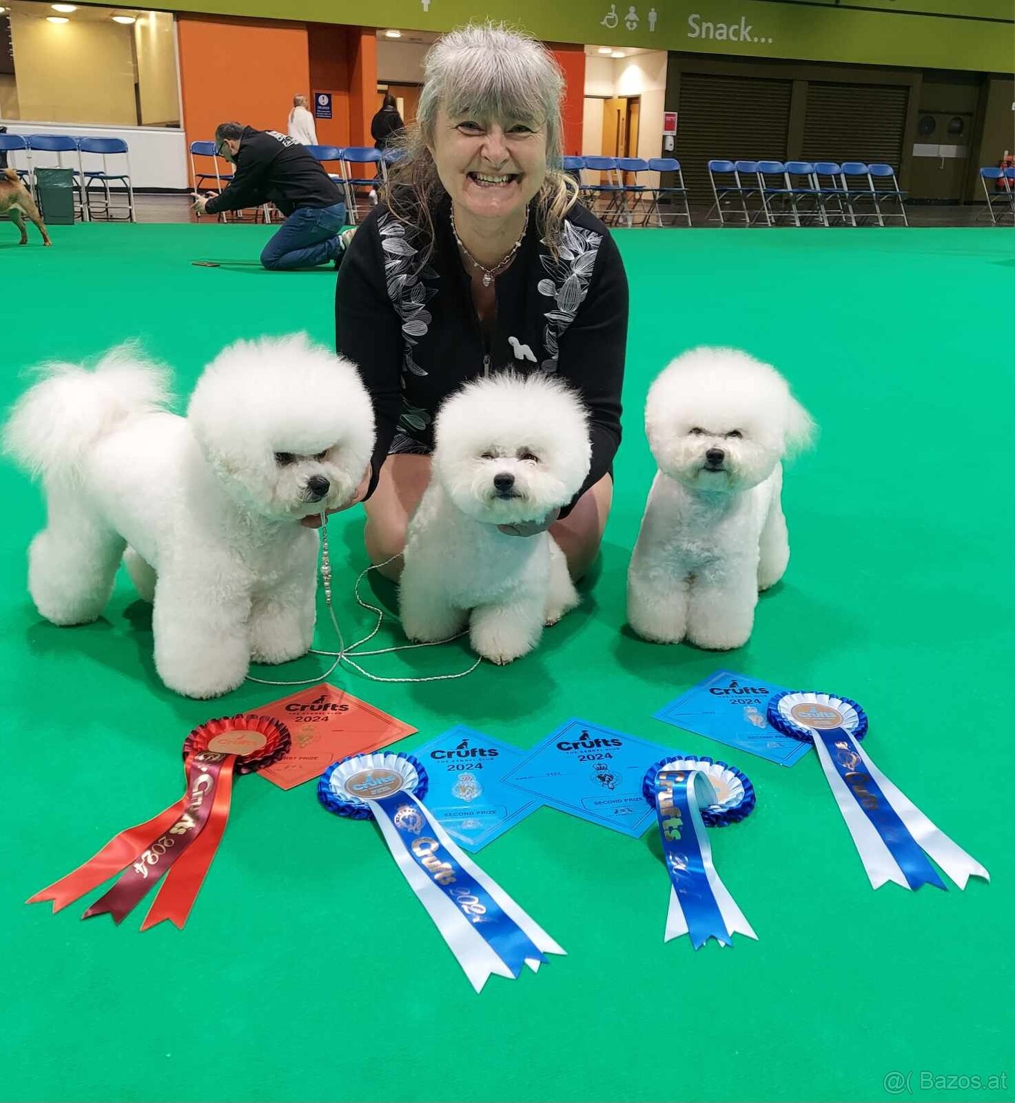 Bichon frise with pedigree - 7
