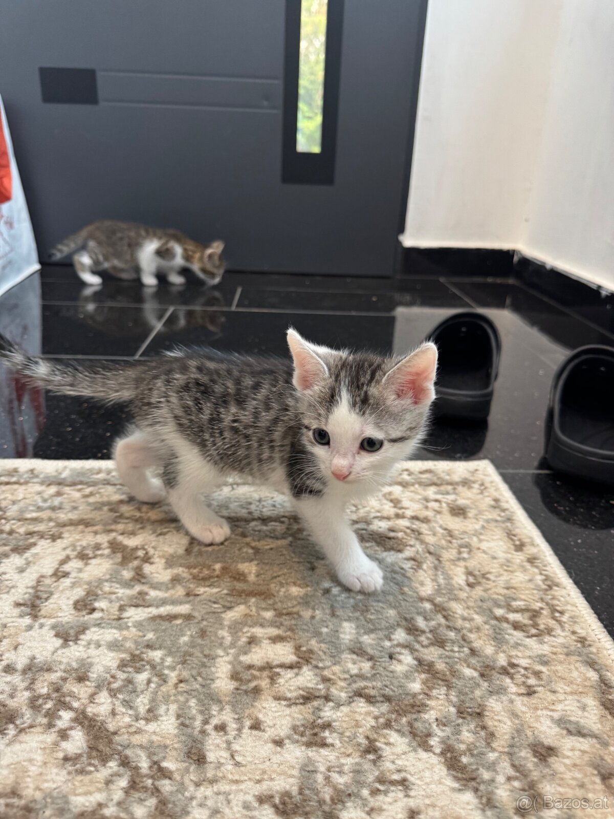 Kitten zu Vergeben - 7