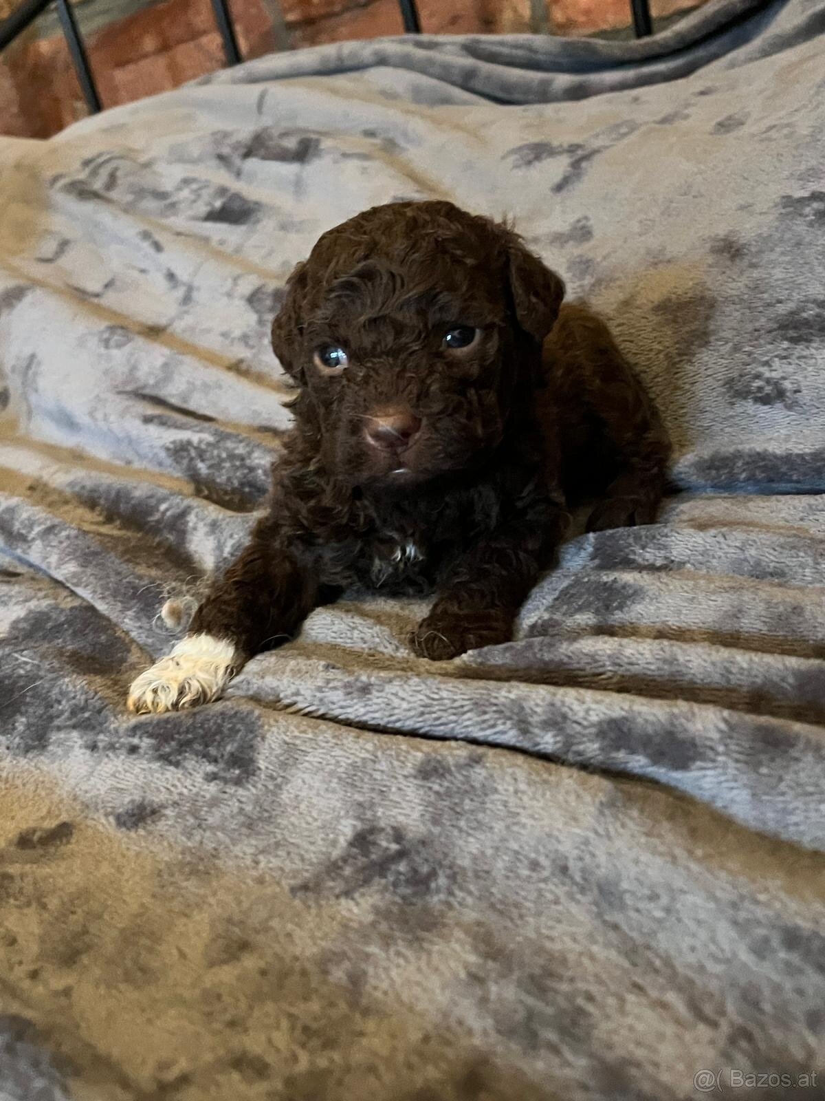 Lagotto Romagnolo - 7