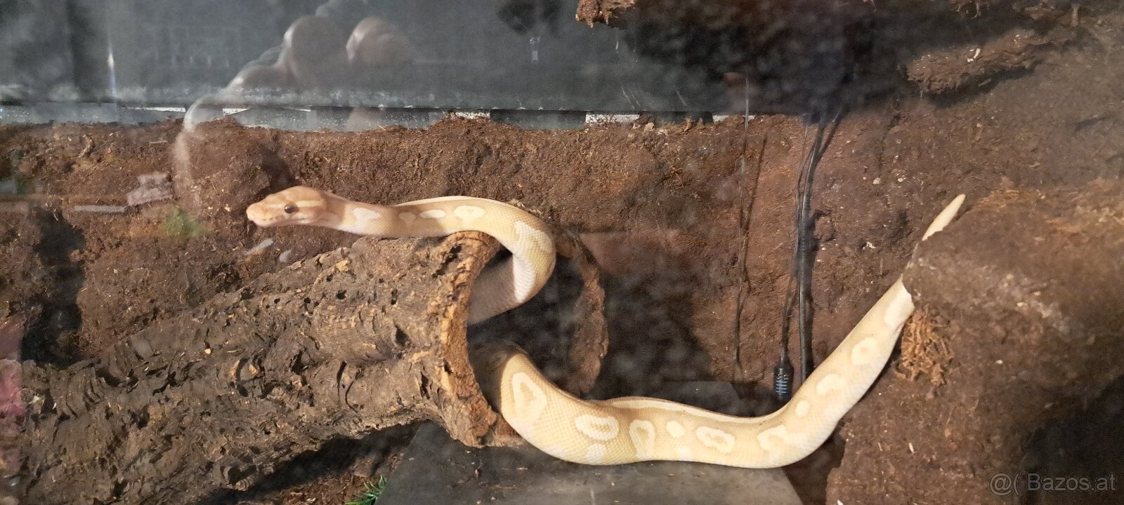 Terrarium inkl. viel Technik - 7