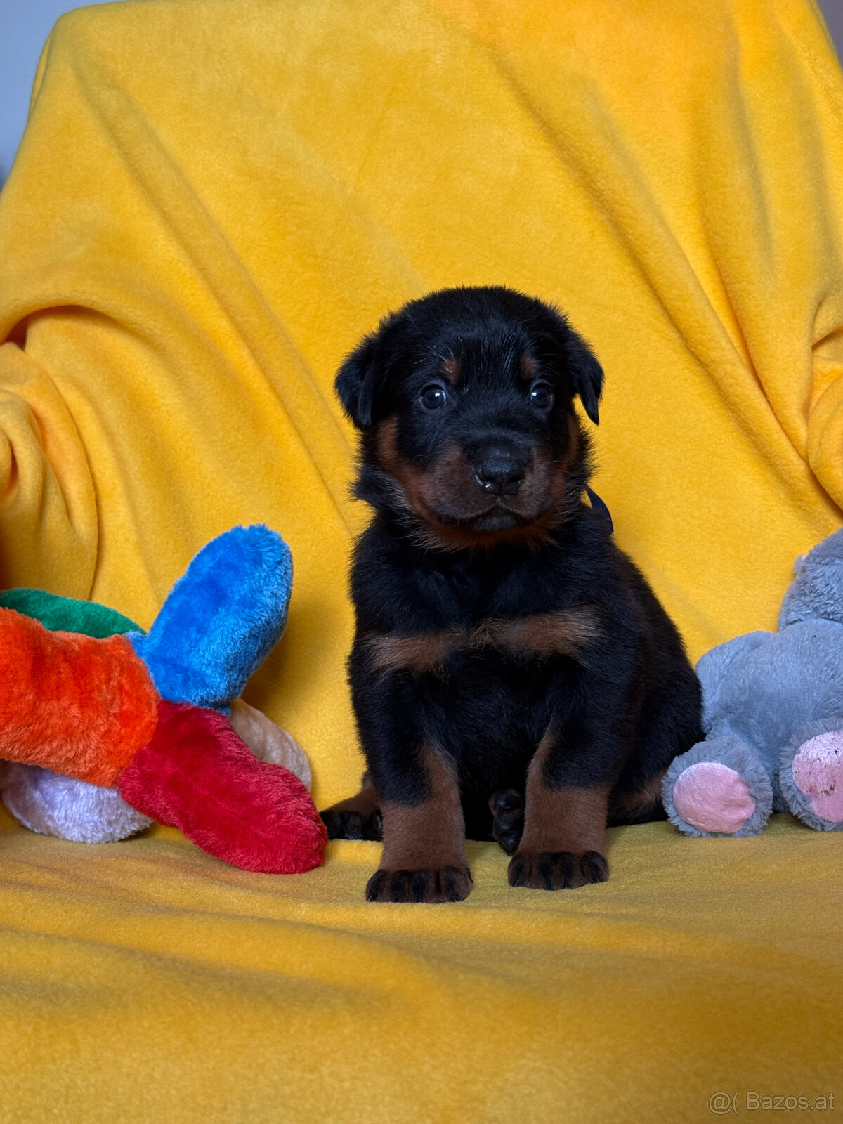 Beauceron-Welpen - 7