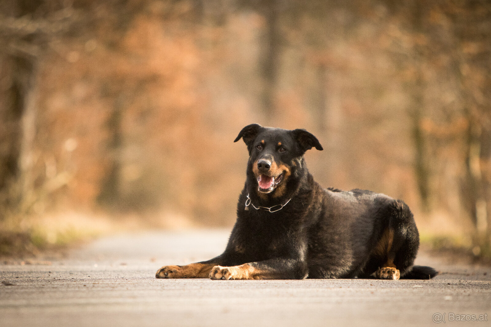 Beauceron-Welpen - 7
