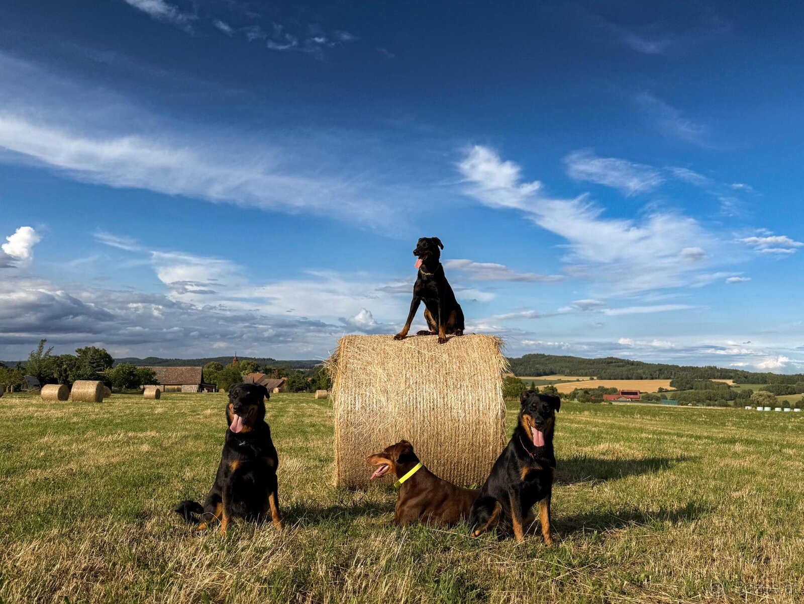 Zuverlässige Zuchtstätte für Beauceron-Hunde - 7