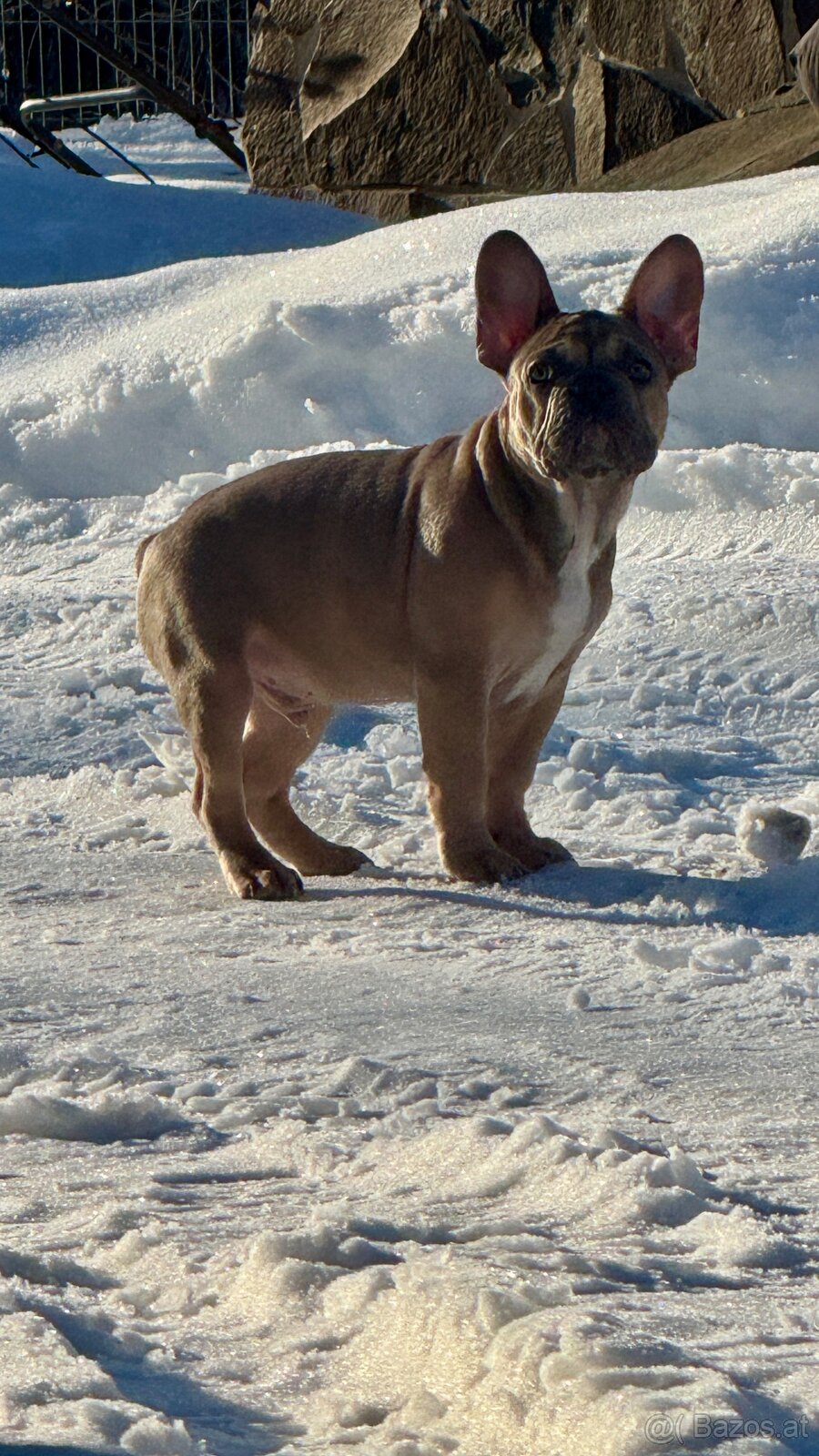 Französischen Bulldoggen Welpen mit Stammbaum - 7