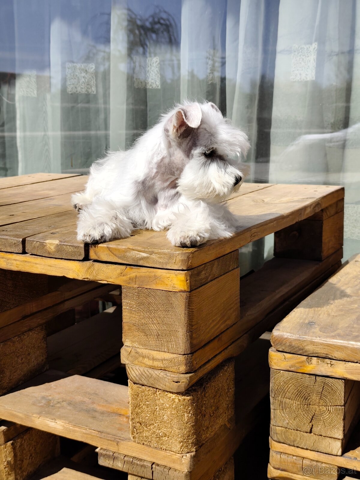 Schnauzer White miniatúrne - 7