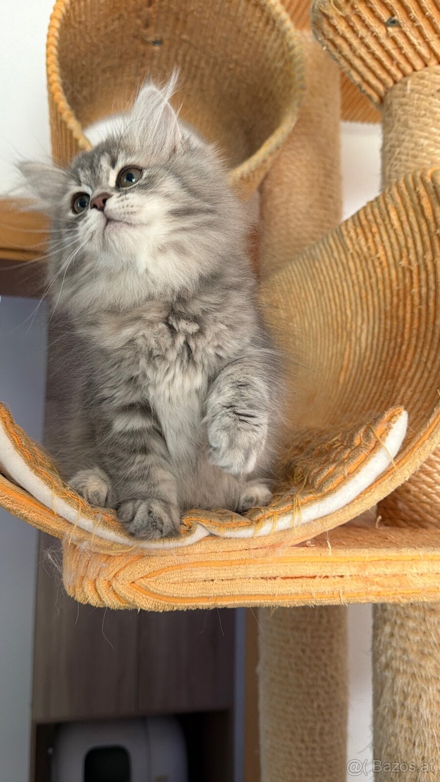 sibirische katze - 7