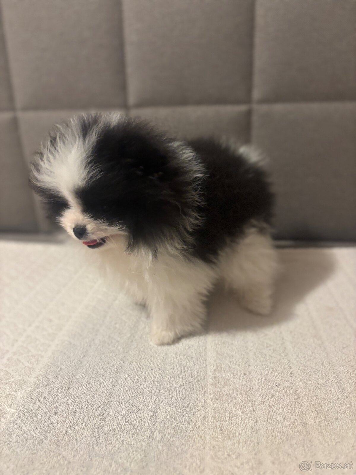 pomeranian Strakoš - 7