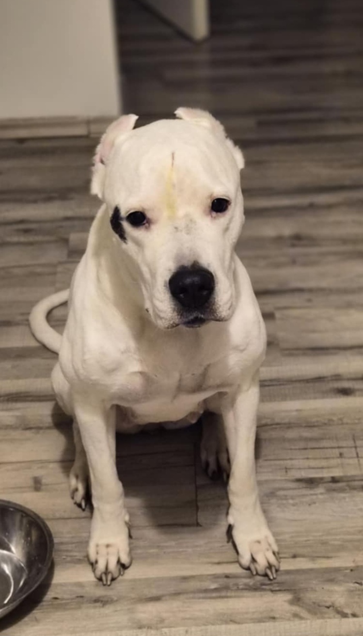 Dogo Argentino – wir nehmen Reservierungen für erstklas - 7
