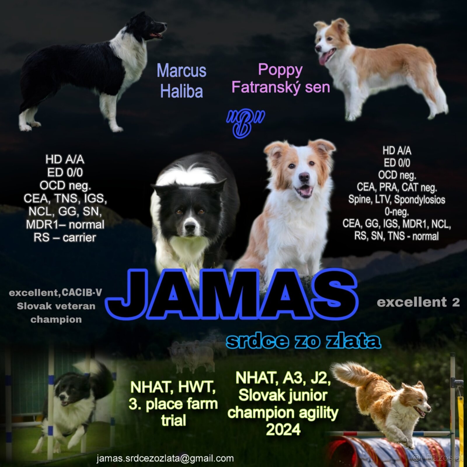 Puppy border collie - 7