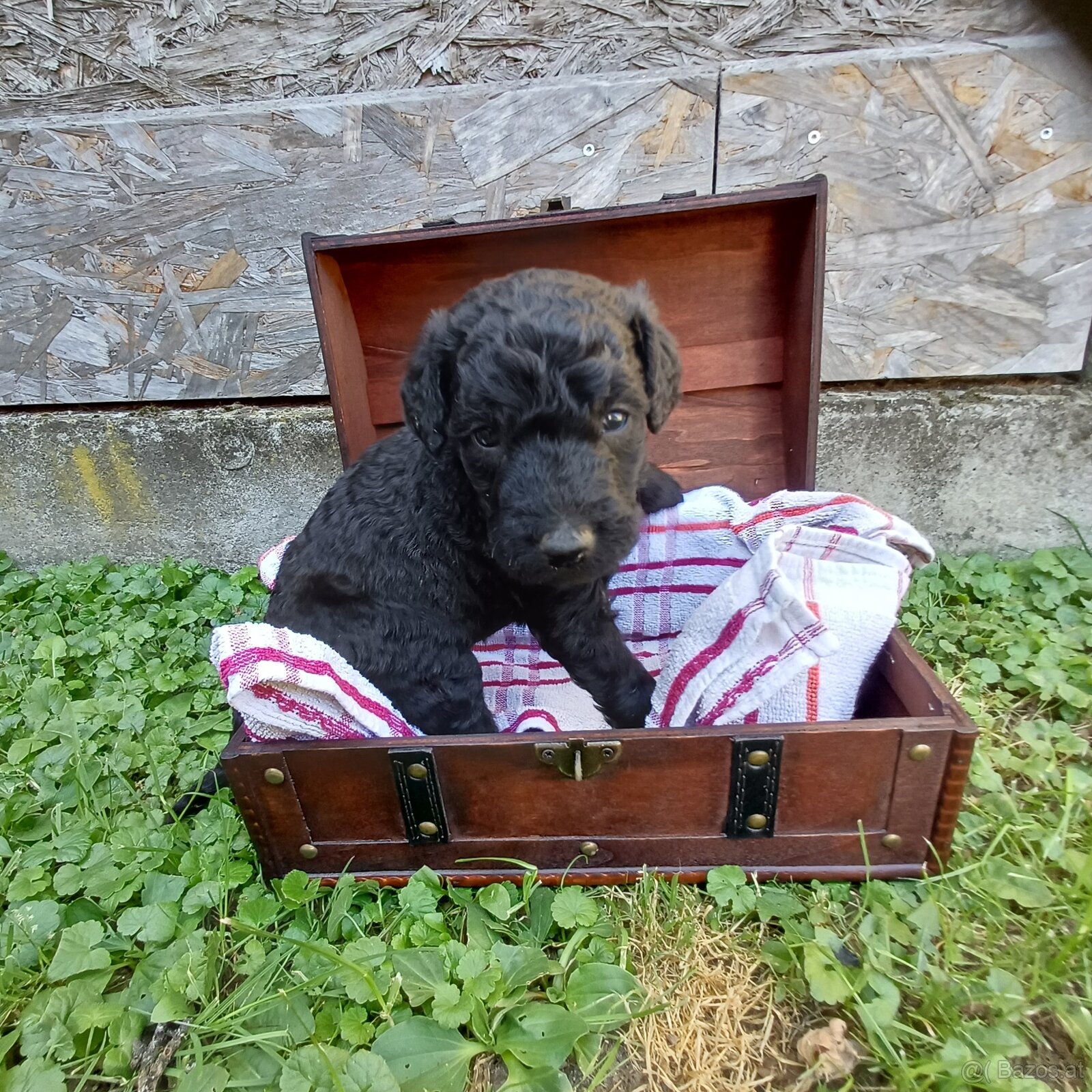 Goldendoodle - 7
