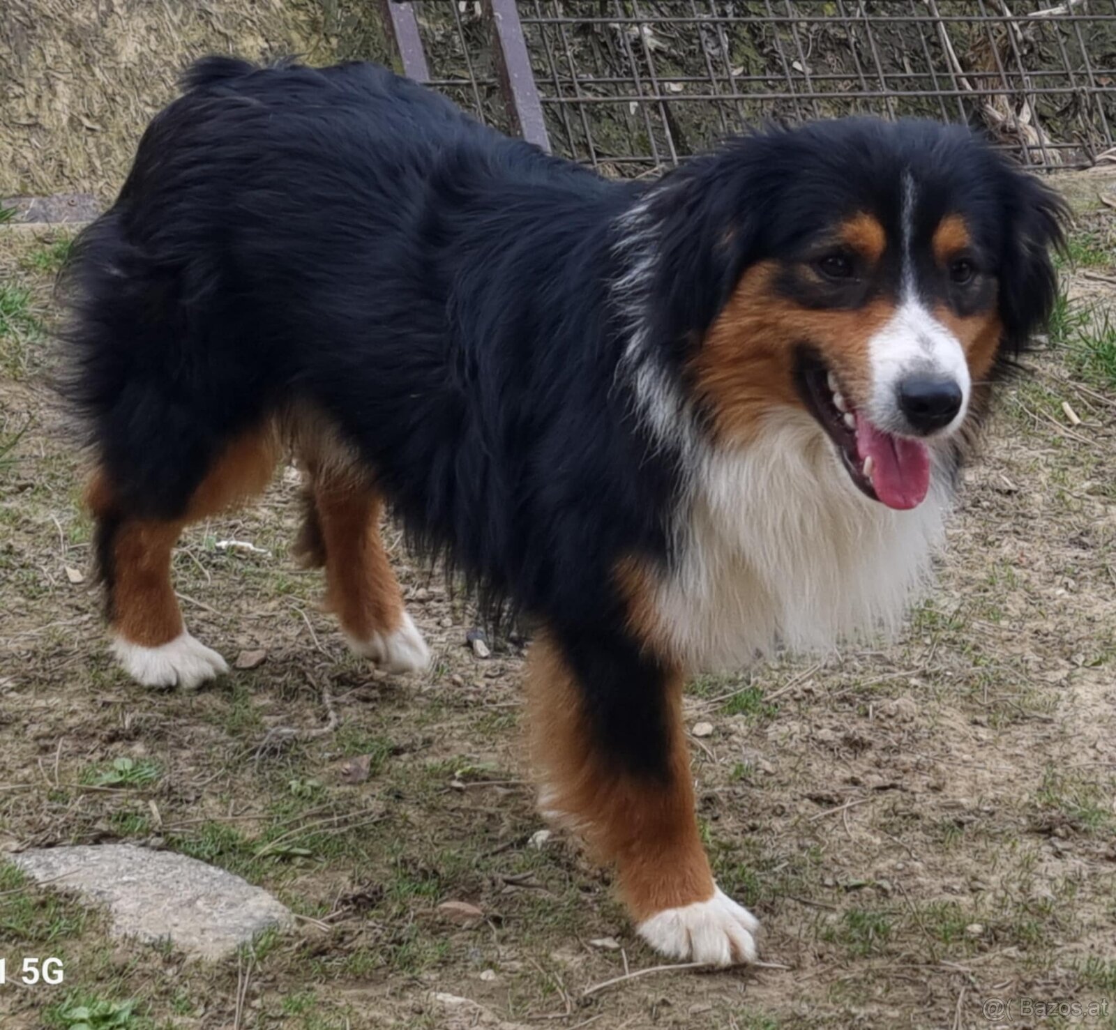 Miniatur amerikan shepherd - 7