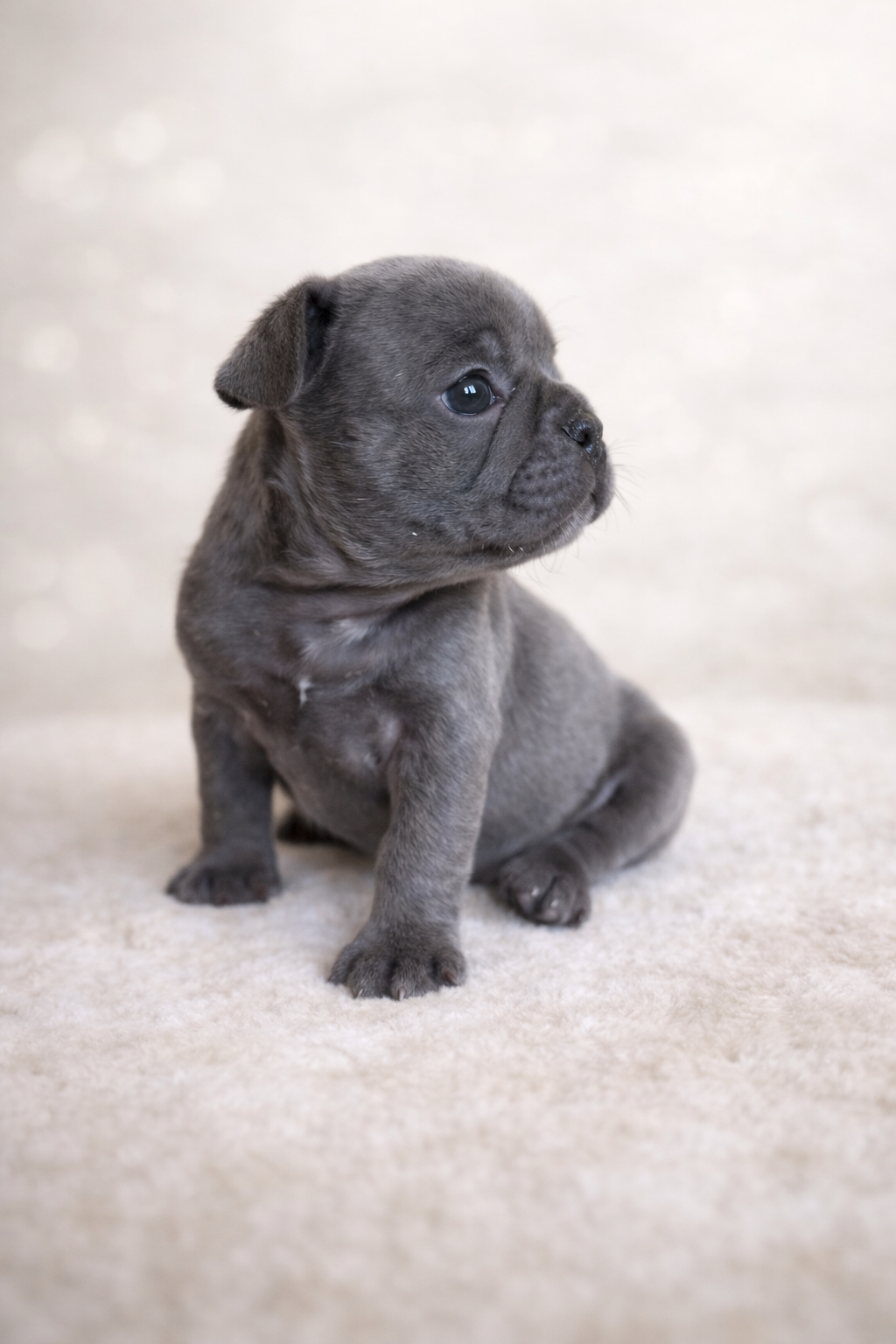 Exklusive Französische Bulldogge Hündin in Blau – seltene Ei - 7