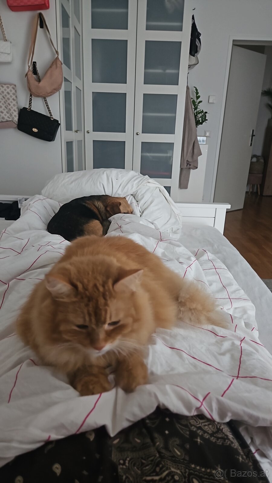 Herzenskatze (12) sucht stressfreien Altersruhesitz - 7