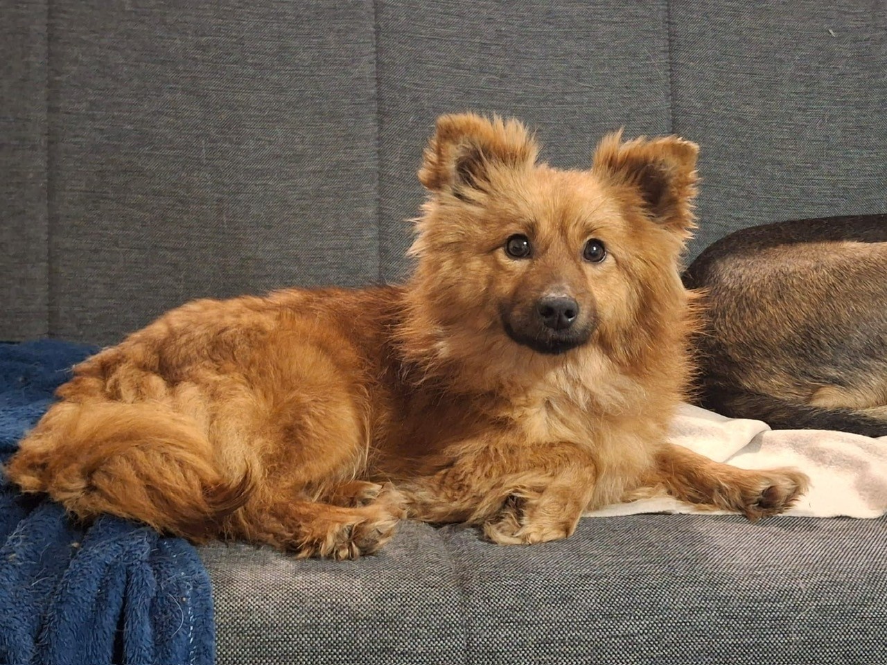 Kleine Hündin 5,5 kg, 1,5 Jahre alt sucht ein Körbchen - 7