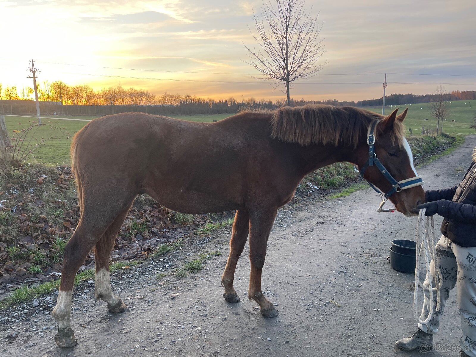 Hengst von Heartbreak ZH - 7