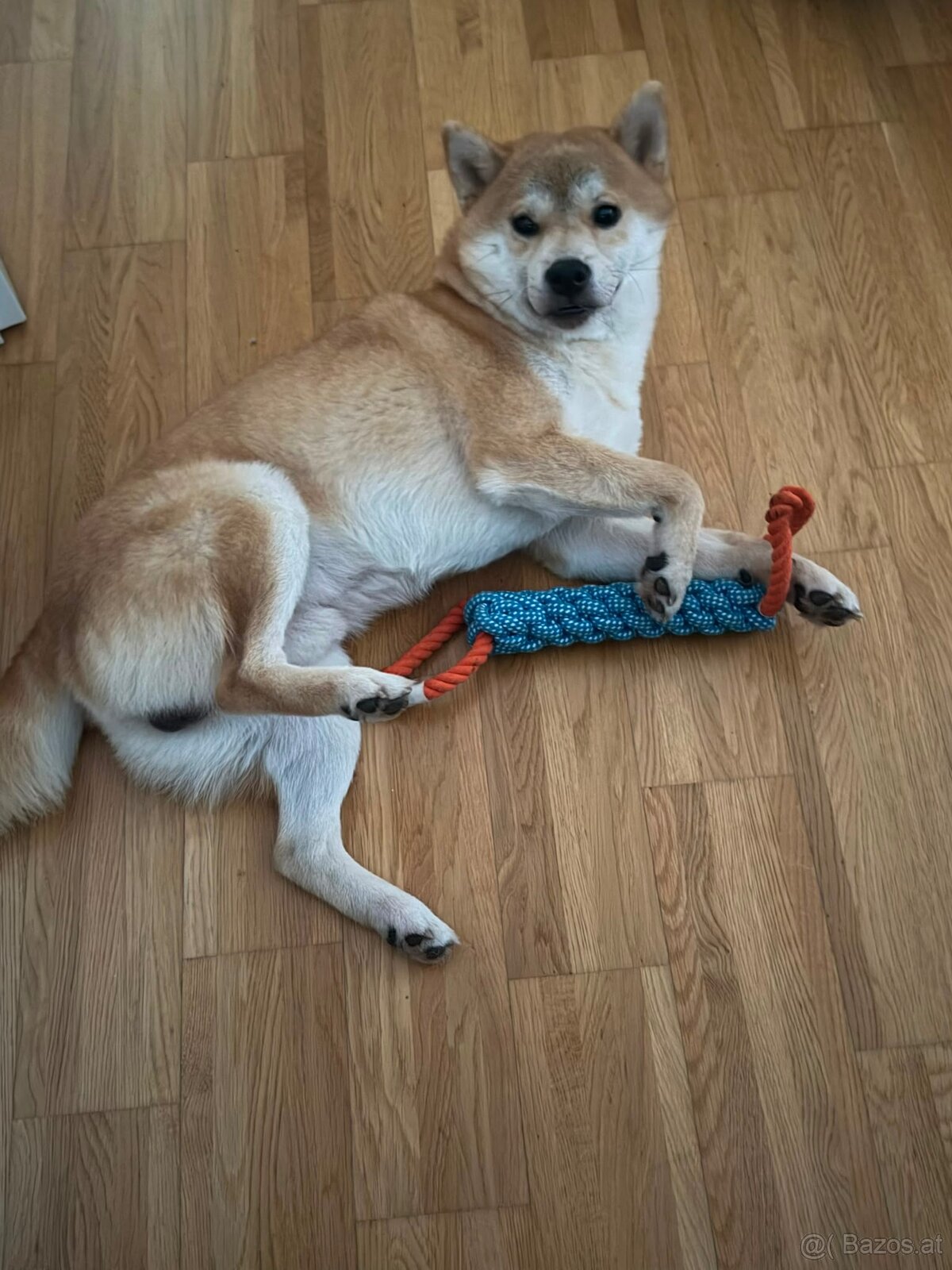 Wunderschöner Shiba Inu sucht liebevolles Zuhause 🐾 - 7