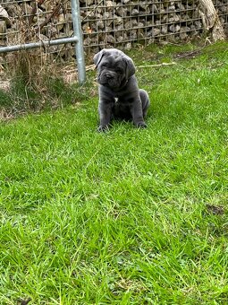 Reinrassige Cane Corso Welpen - 7