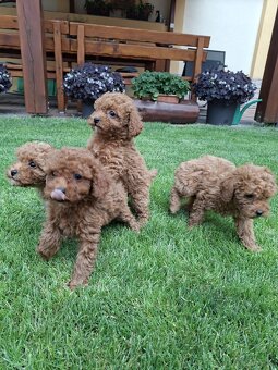 Pudel poodle toy red - 7