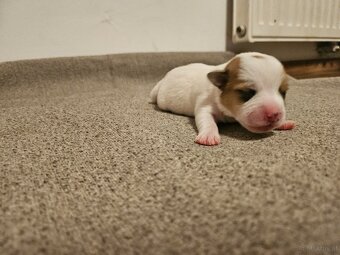 Jack Russell Terrier Welpen gew.13.04.2026 - 7